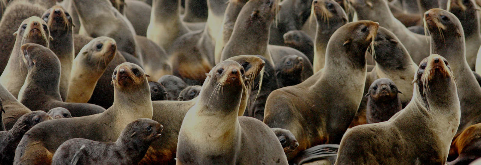 Sea lions and birds